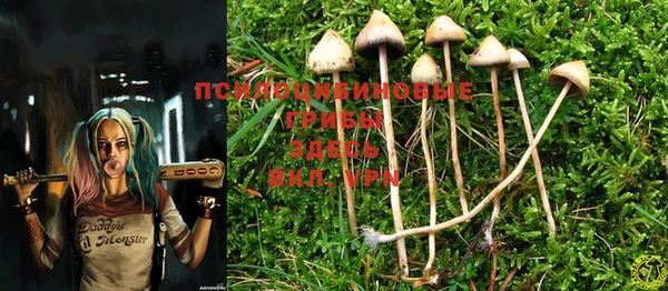 PSILOCYBIN Волосово